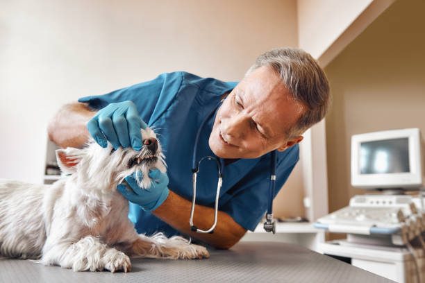 Best Emergency Dental Care for Broken or Chipped Teeth in Chambersburg, PA